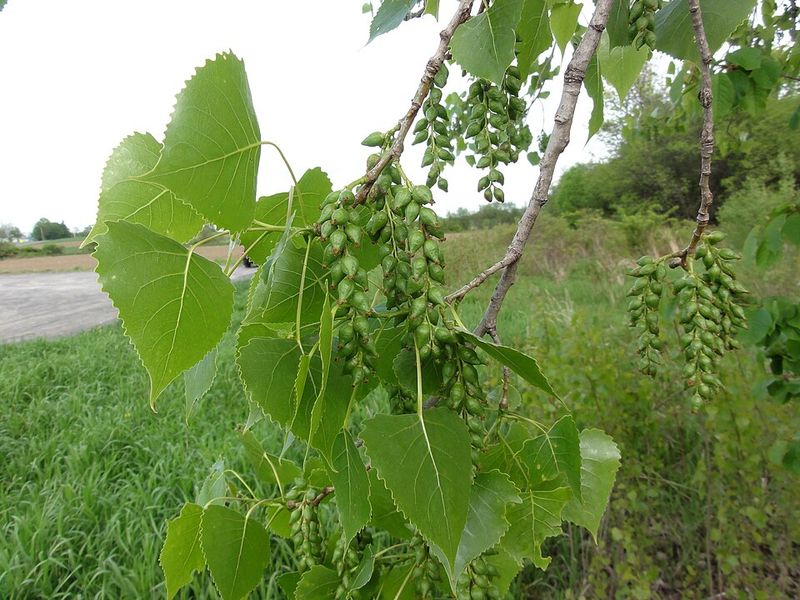 Plains Cottonwood Plains Cottonwood