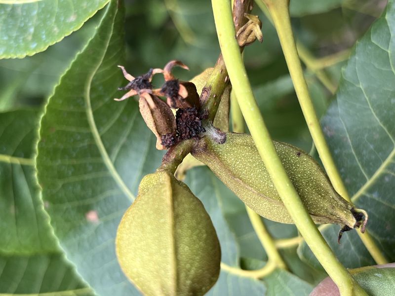 Plan Ahead For Late-July Pecan Weevil Monitoring Plan Ahead For Late-July Pecan Weevil Monitoring