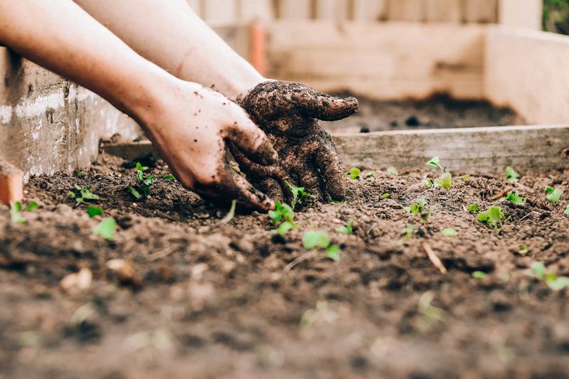 Plan Fall Planting With Wetter Weather In Mind Plan Fall Planting With Wetter Weather In Mind