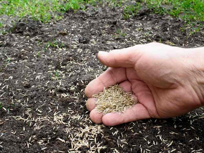 Plan Fall Seeding Around Herbicide Wait Times Plan Fall Seeding Around Herbicide Wait Times