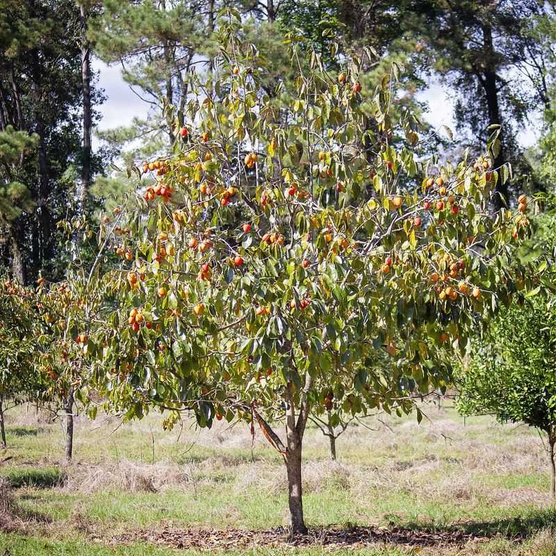Plan For A Large Native Tree