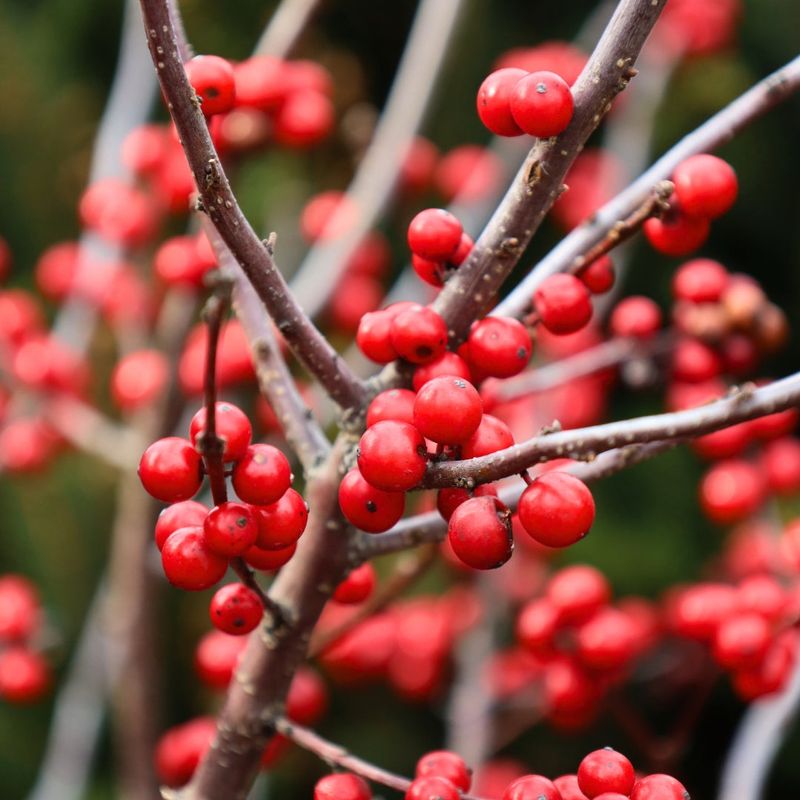 Plan For Male And Female Winterberries