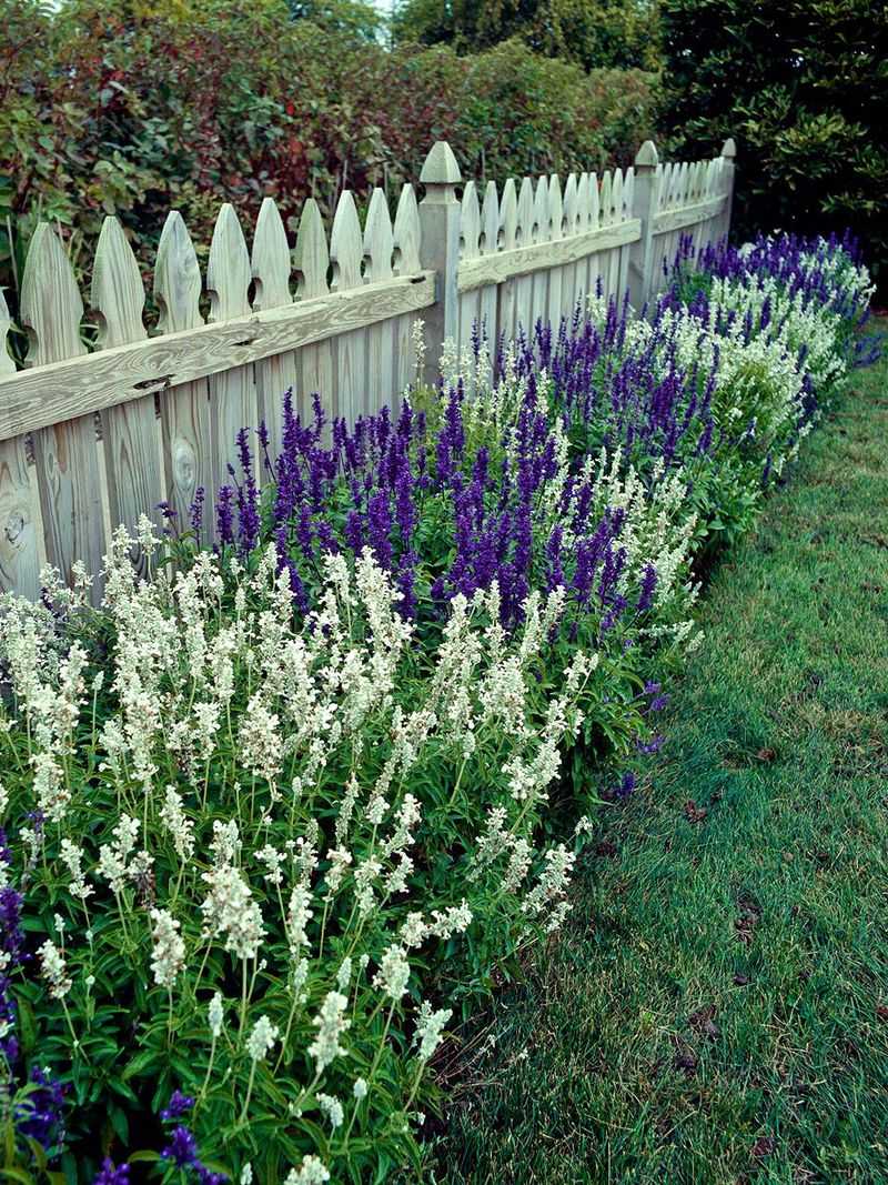 Plan More Salvia For Next Summer's Show