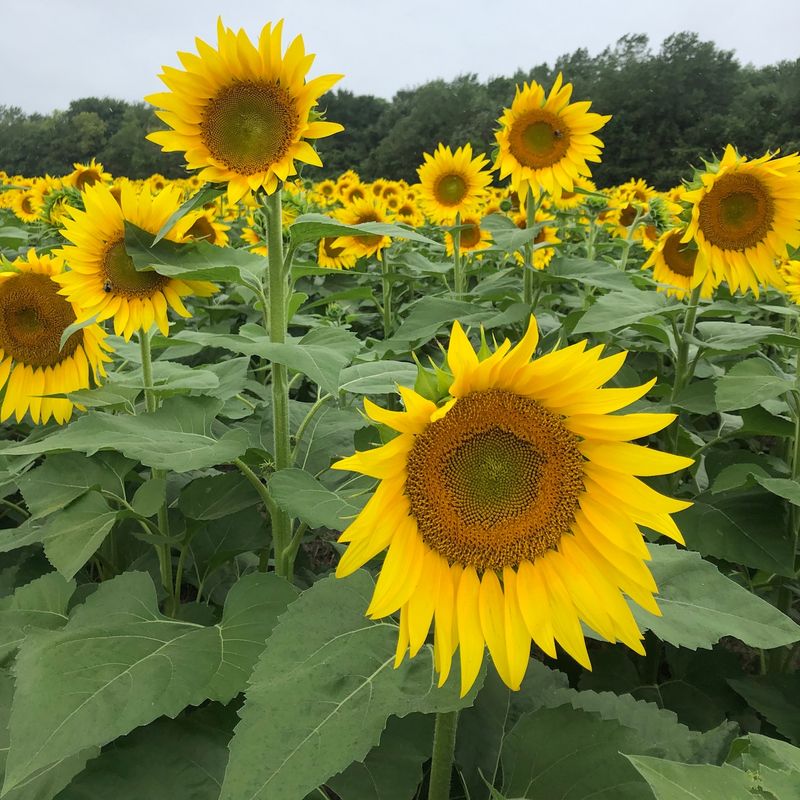 Plan Next Year's Bloom Chain Before Frost