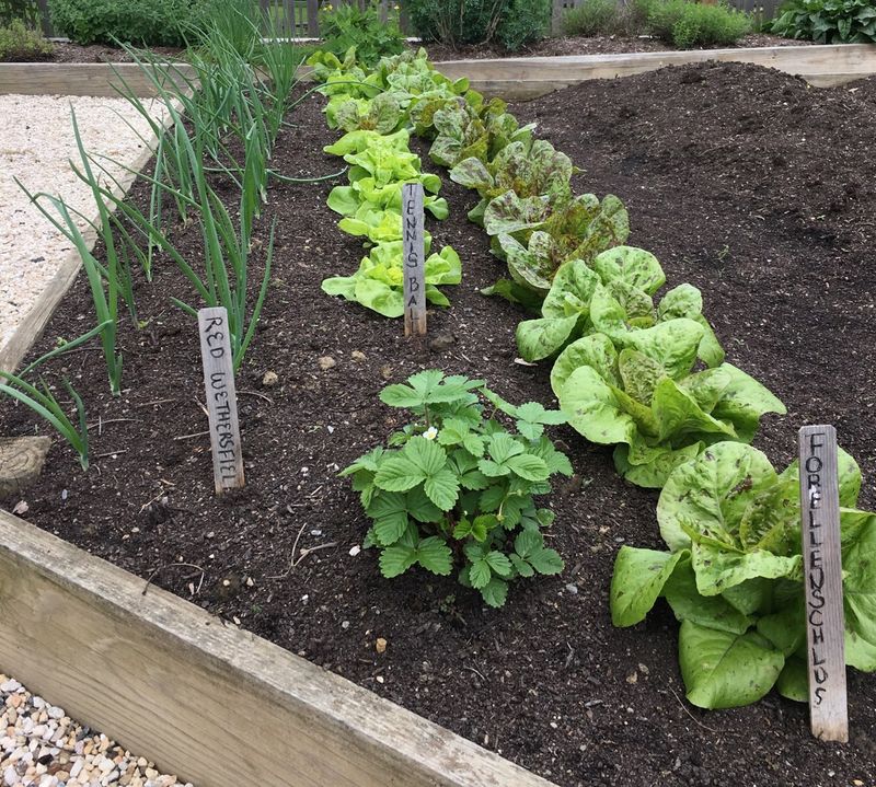 Plan Succession Plantings For A Longer Harvest Plan Succession Plantings For A Longer Harvest