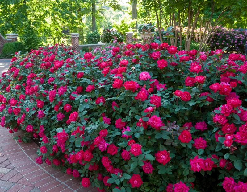 Plan for Local Frost Instead of a Bloom Guarantee Plan for Local Frost Instead of a Bloom Guarantee