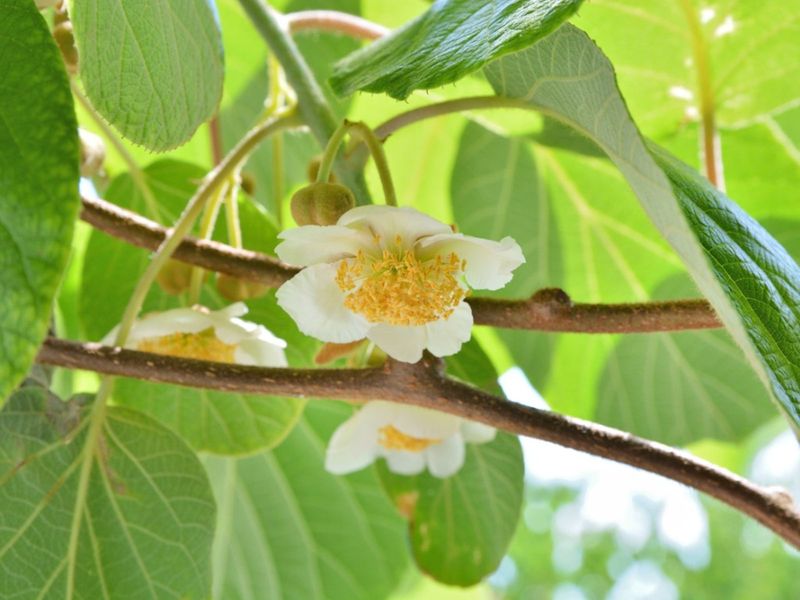 Plant A Male Vine For Pollination Plant A Male Vine For Pollination