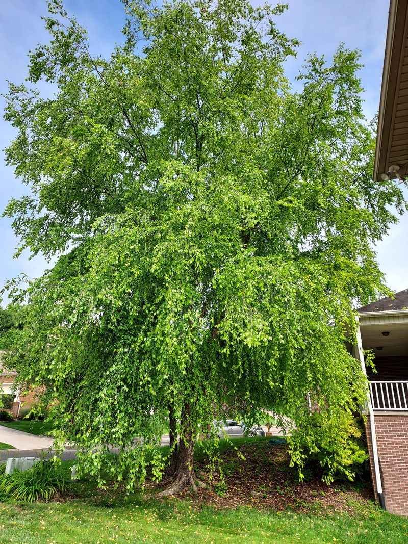 Plant A River Birch For Lasting Summer Shade
