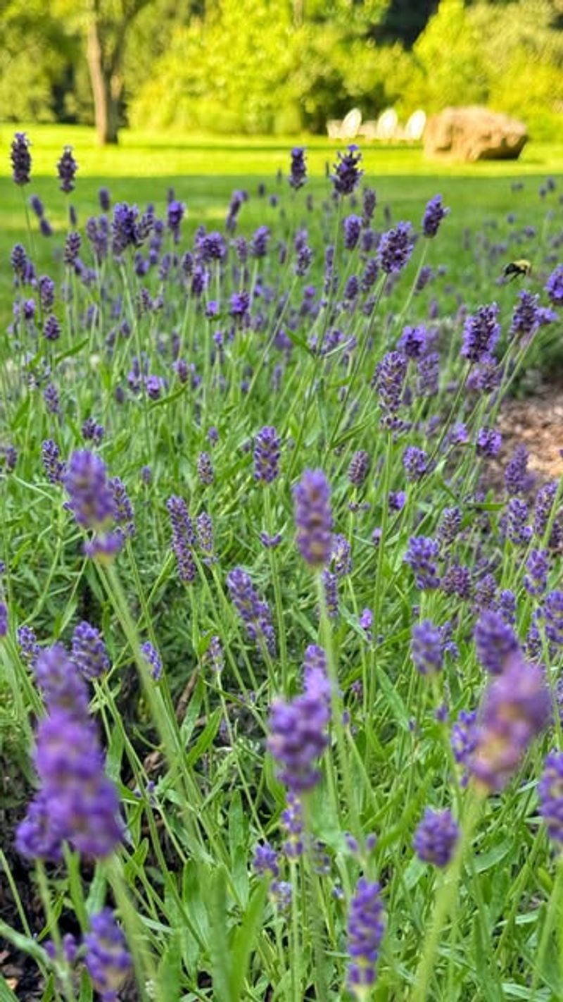 Plant Across The Entire Deer Entry Side