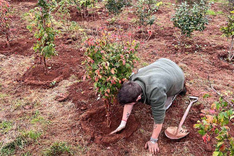 Plant And Water Serviceberry Correctly Plant And Water Serviceberry Correctly