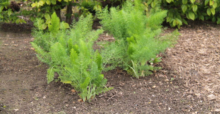 asparagus growing