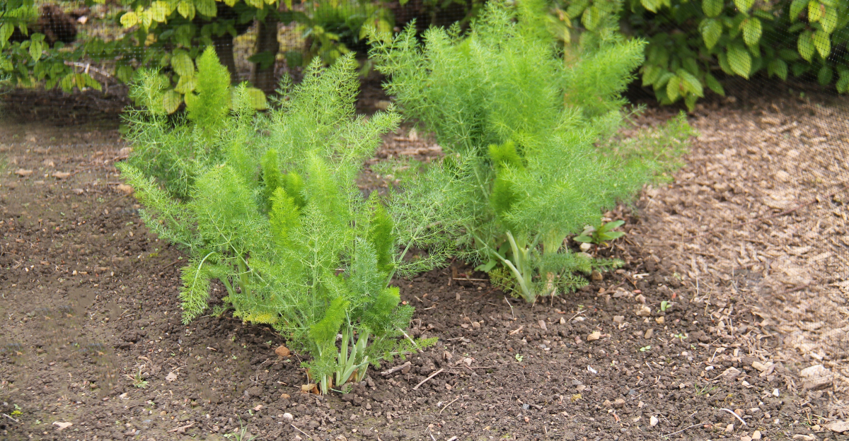 asparagus growing