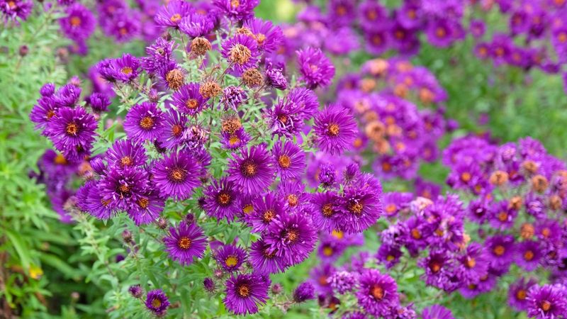 Plant Asters For A September Finale Plant Asters For A September Finale