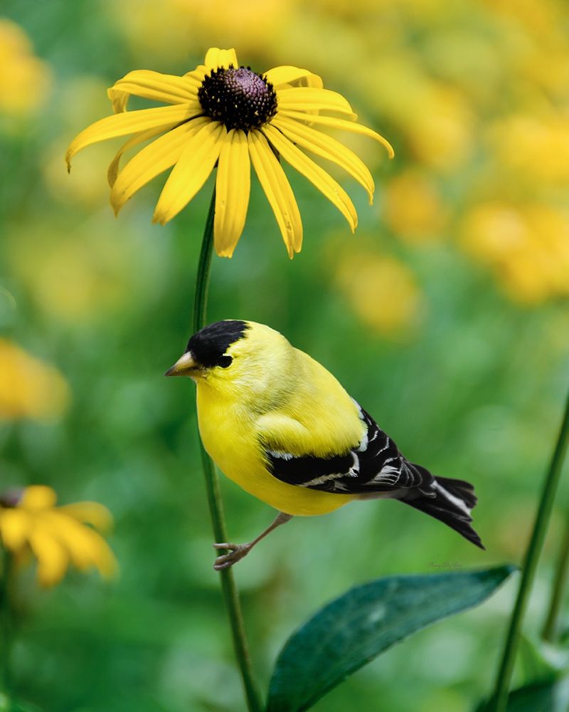 Plant Black Eyed Susan For Seeds And Summer Glow Plant Black Eyed Susan For Seeds And Summer Glow