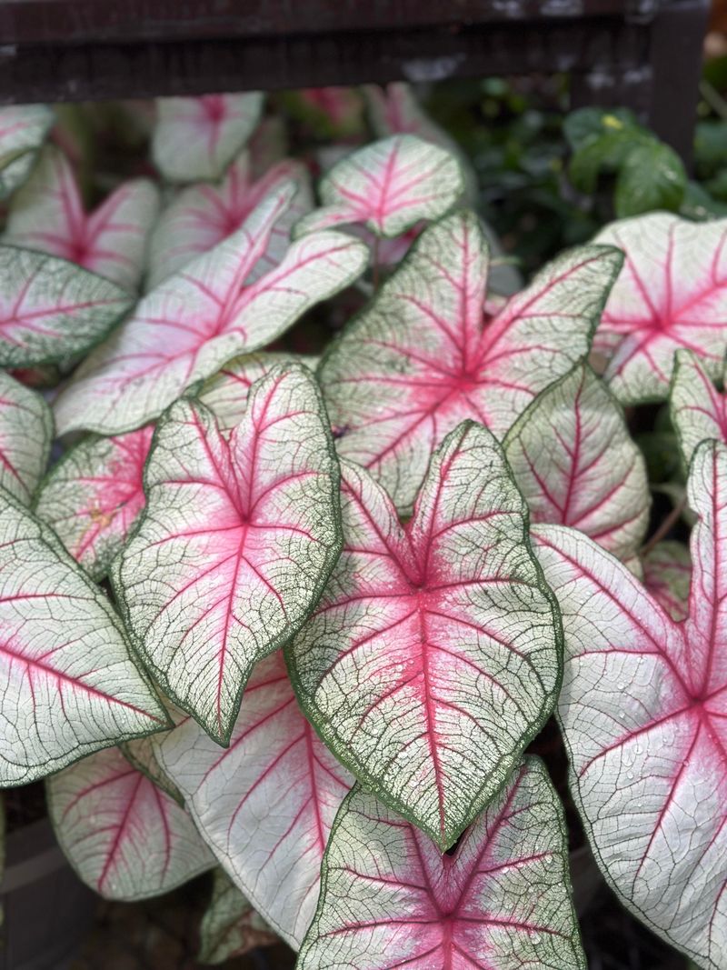 Plant Caladiums For Bright Shade