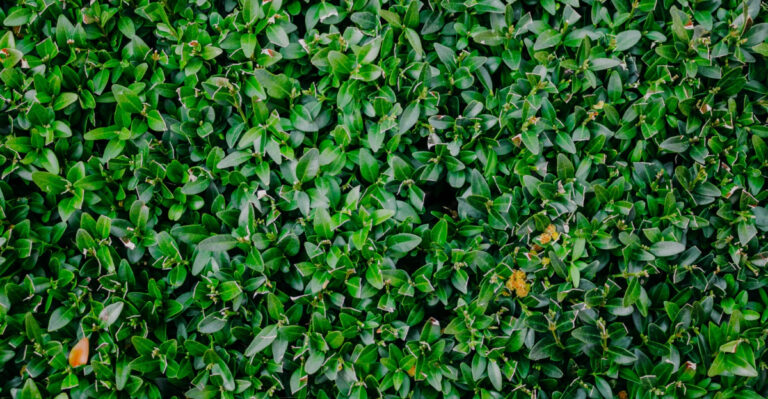 Plant Causing Your Yard To Smell Bad In The Virginia Summer Heat (And How To Fix It)