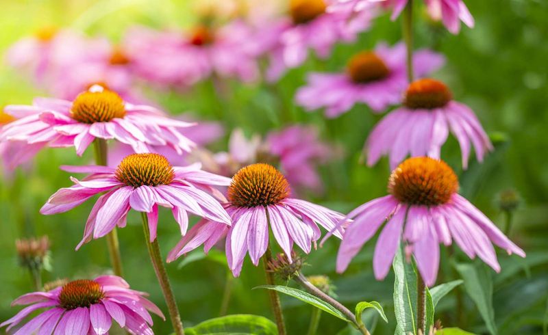 Plant Coneflowers In Full Sun