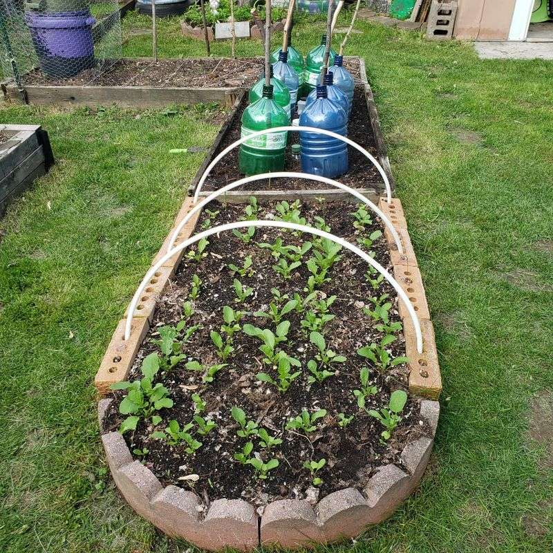 Plant Cool Season Crops Next Plant Cool Season Crops Next