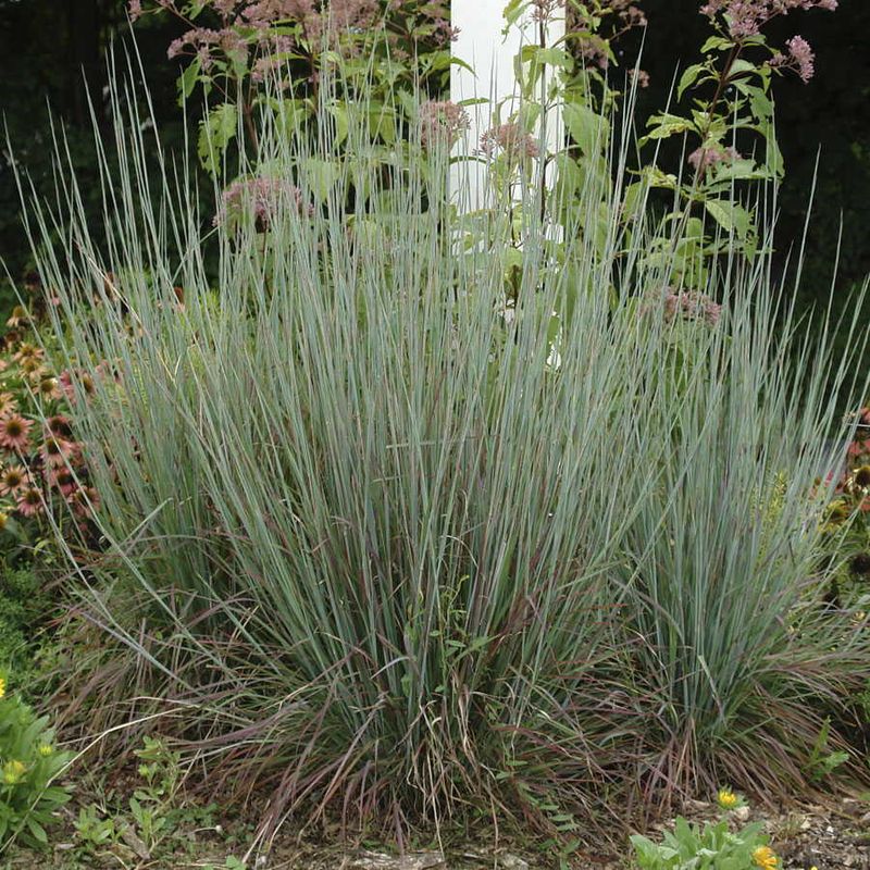 Plant Deep-Rooted Native Grasses