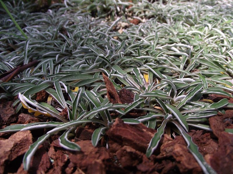 Plant Dense Groundcovers Where Space Allows Plant Dense Groundcovers Where Space Allows