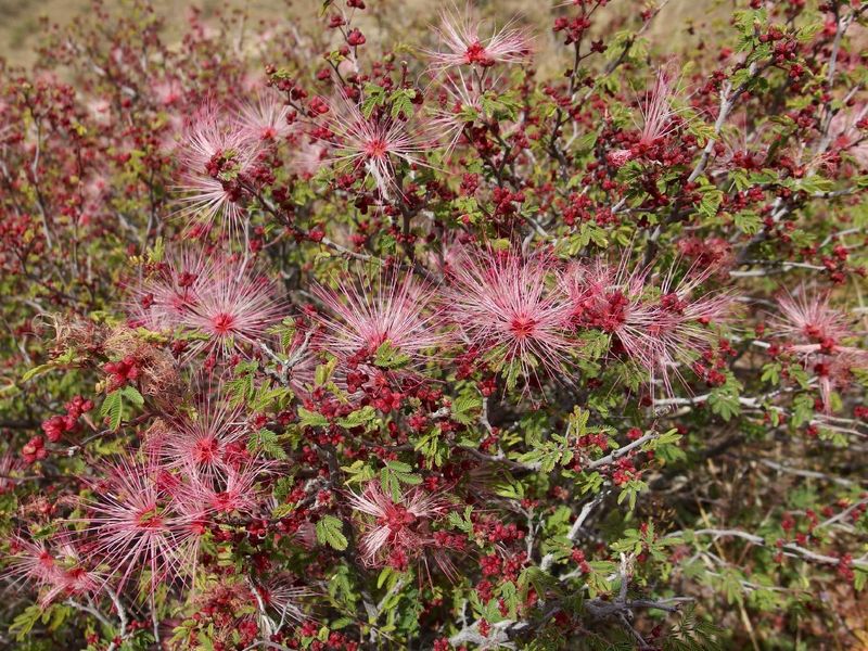 Plant Desert Fairy Duster While Soil Stays Warm