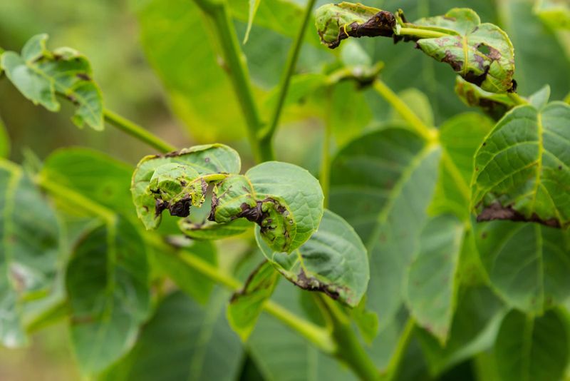 Plant Disease