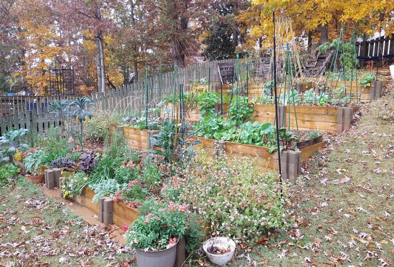 Plant Food Flowers And Herbs In One Working Bed Plant Food Flowers And Herbs In One Working Bed