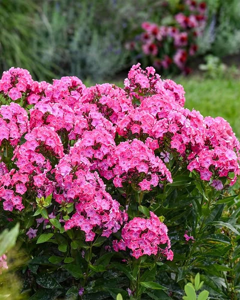 Plant Garden Phlox For Fuller Flower Clusters Plant Garden Phlox For Fuller Flower Clusters