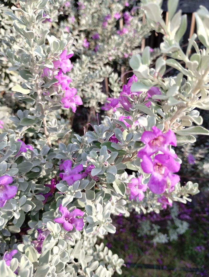 Plant In Fast-Draining Soil