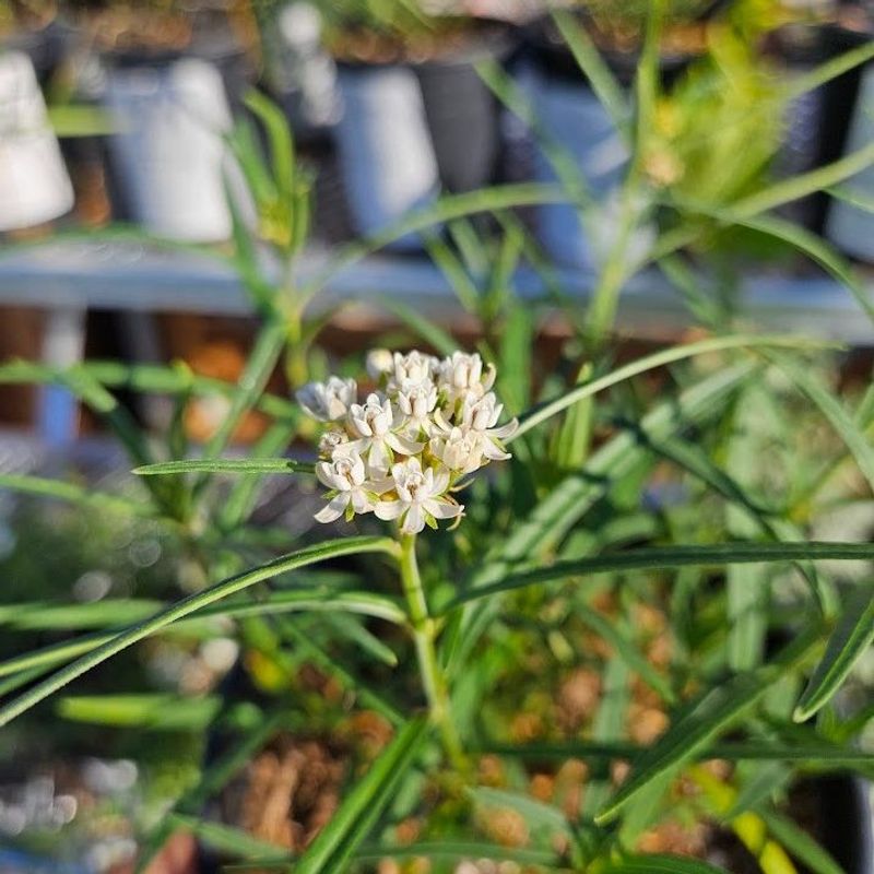 Plant In Full Sun For The Best Growth Plant In Full Sun For The Best Growth