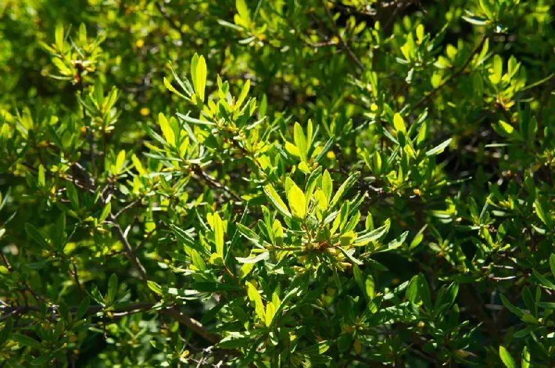 Plant In North Carolina When Conditions Favor Establishment