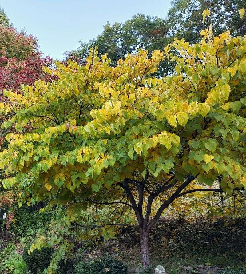 Plant It Carefully Because Redbuds Dislike Root Disturbance Plant It Carefully Because Redbuds Dislike Root Disturbance