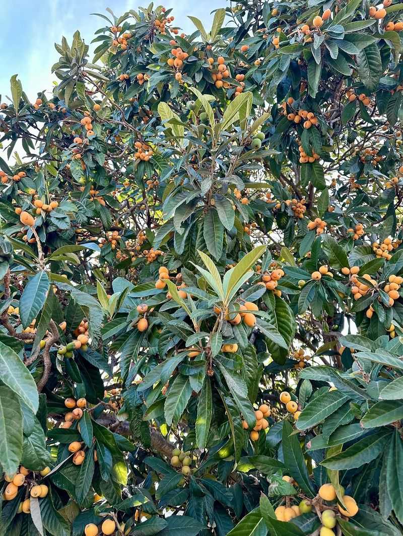 Plant It For Fruit And Year Round Beauty Plant It For Fruit And Year Round Beauty