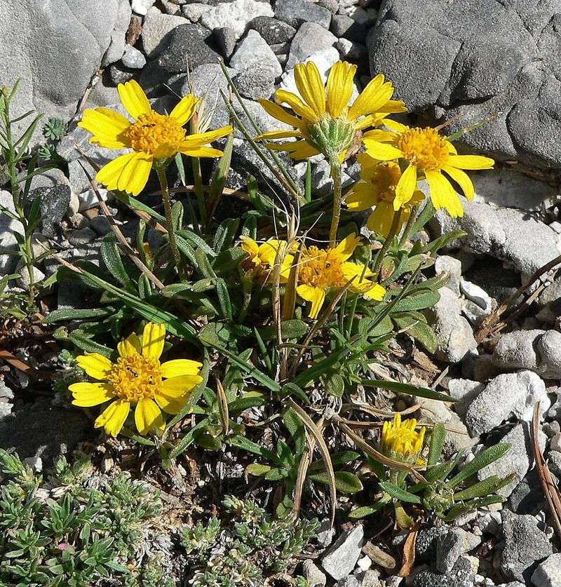 Plant It In Full Sun