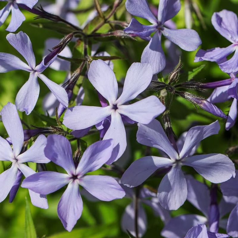 Plant It In Humus-Rich Soil