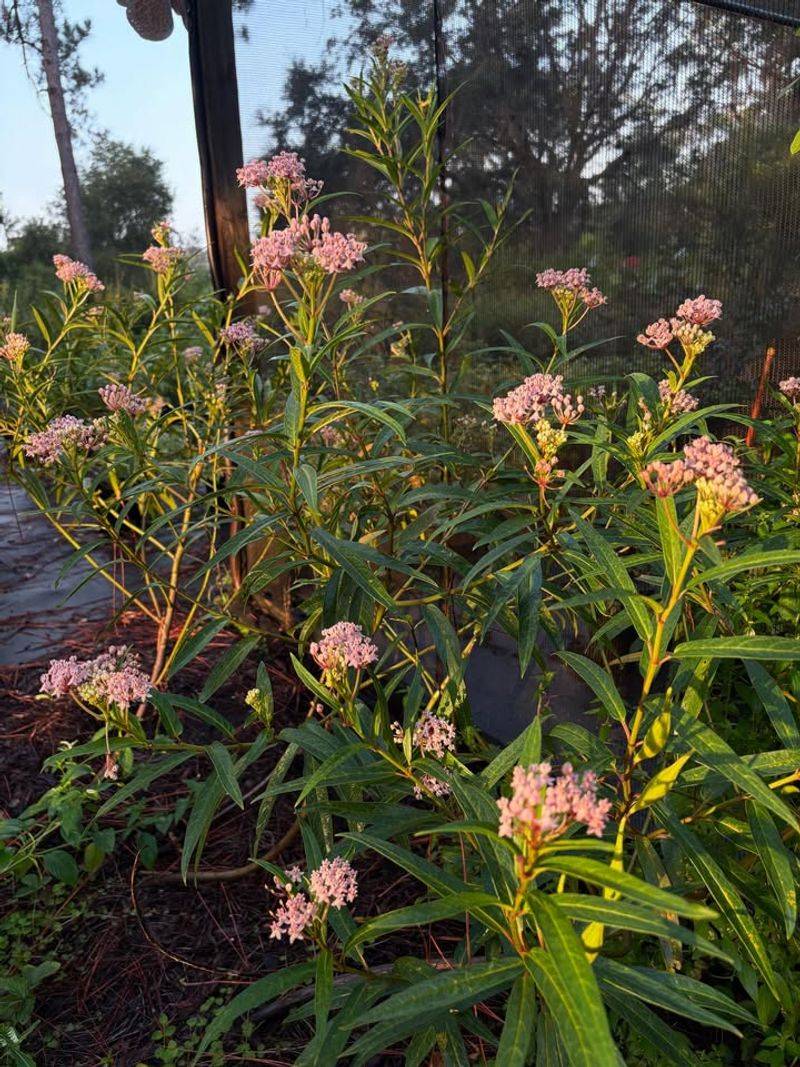Plant It In Moist Well-Drained Soil Plant It In Moist Well-Drained Soil