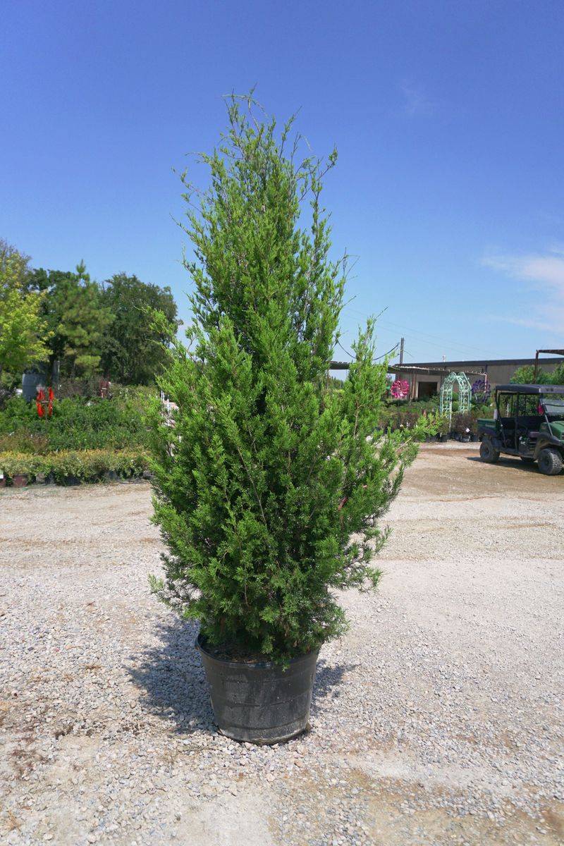 Plant It In Sun And Well-Drained Soil