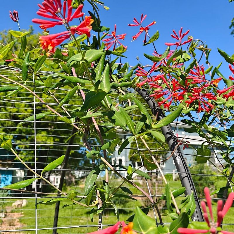 Plant It In Sun For Stronger Flowers And More Visitors Plant It In Sun For Stronger Flowers And More Visitors