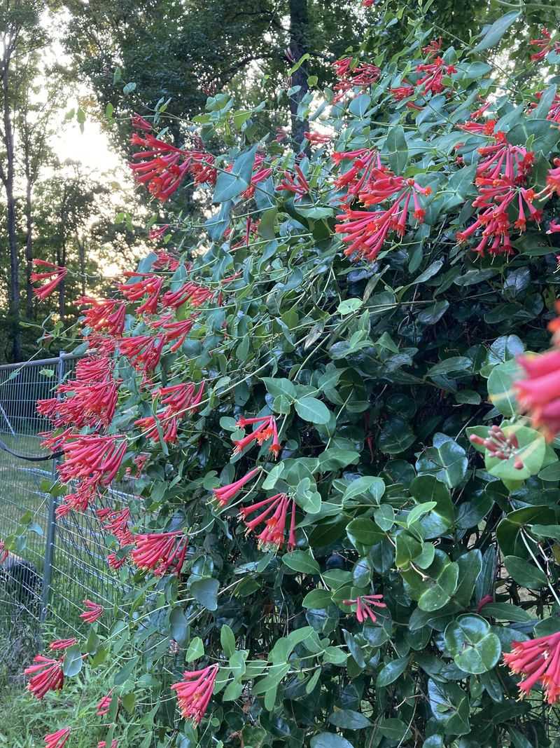 Plant It In Sun For The Strongest Flower Show