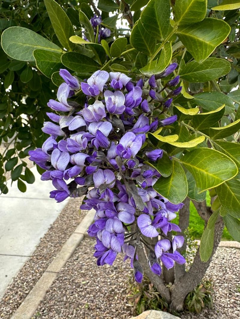 Plant It In Well-Drained Soil
