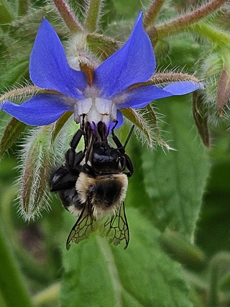 Plant It Near Vegetables That Need Pollination Plant It Near Vegetables That Need Pollination