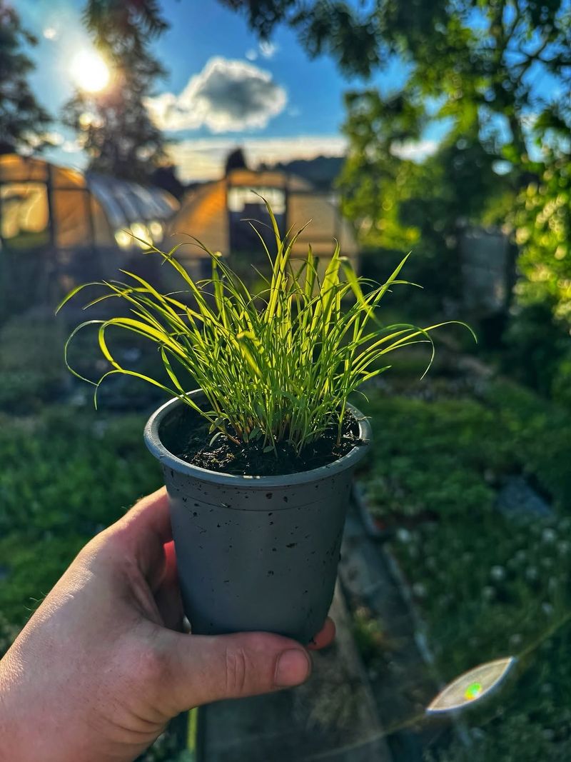 Plant It Where Airflow Can Do Its Job Plant It Where Airflow Can Do Its Job