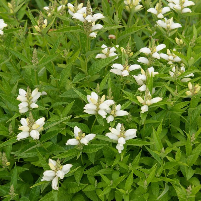 Plant It Where Moist Soil Stays Cool Plant It Where Moist Soil Stays Cool