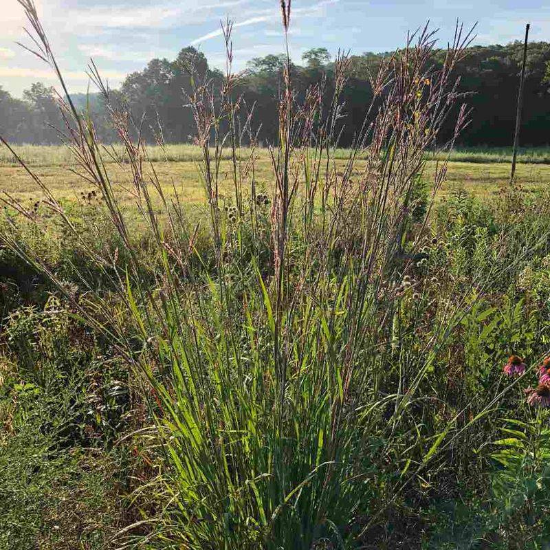 Plant It Where Sun Gives It Room To Rise