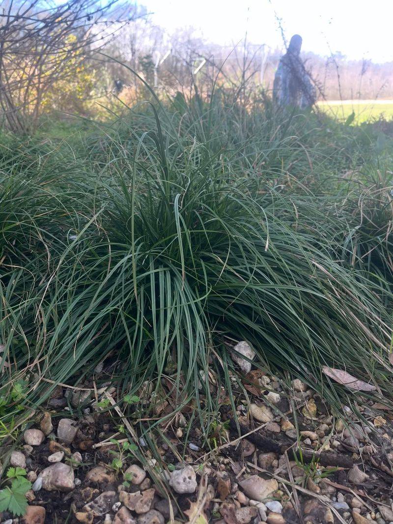 Plant It Where The Lawn Keeps Thinning Out Plant It Where The Lawn Keeps Thinning Out