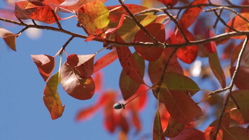 Plant It for Habitat, Not as a Tick Barrier