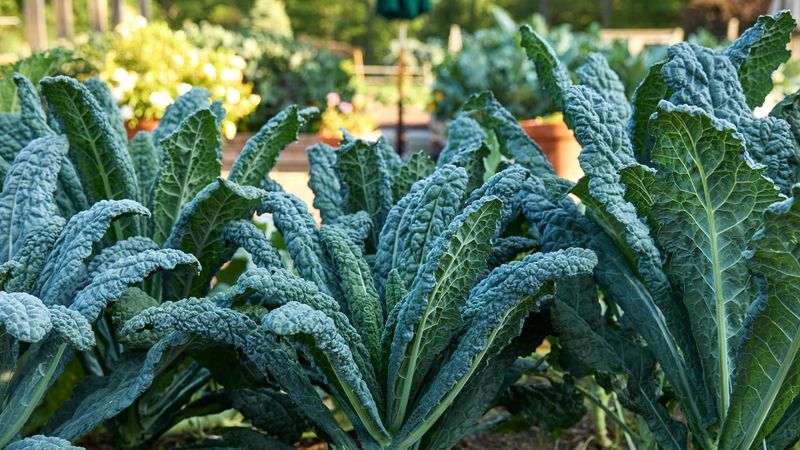 Plant Kale For Cold Hardy Greens Plant Kale For Cold Hardy Greens