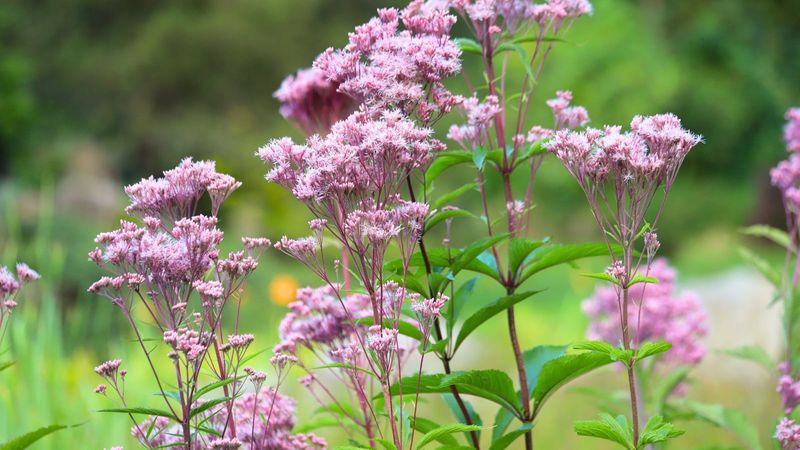 Plant Late Bloomers For Next August's Show