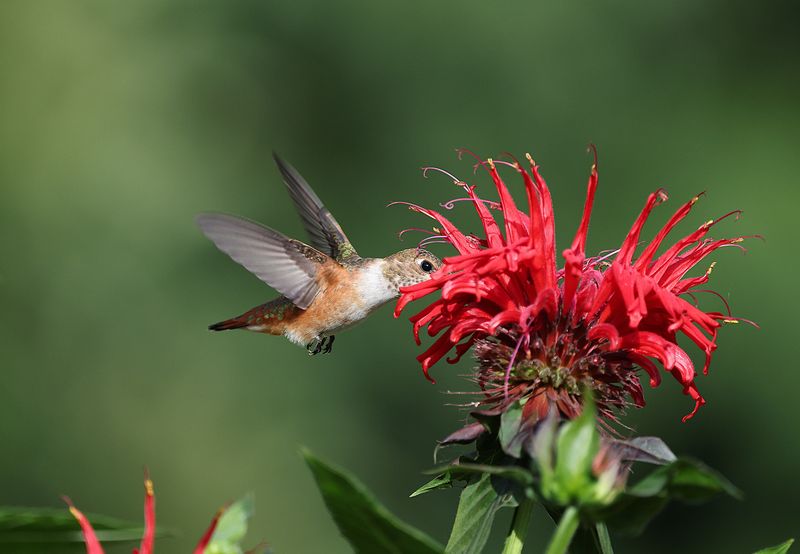 Plant Late-Blooming Flowers For Extra Nectar
