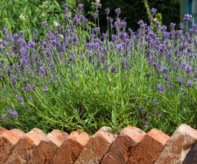 Plant Lavender Along Paths But Do Not Trust It Alone Plant Lavender Along Paths But Do Not Trust It Alone
